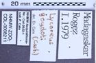 Etiketten zu Lycoreus goudoti (Castelnau, 1836) (NHMW-ZOO-COL-0008211)